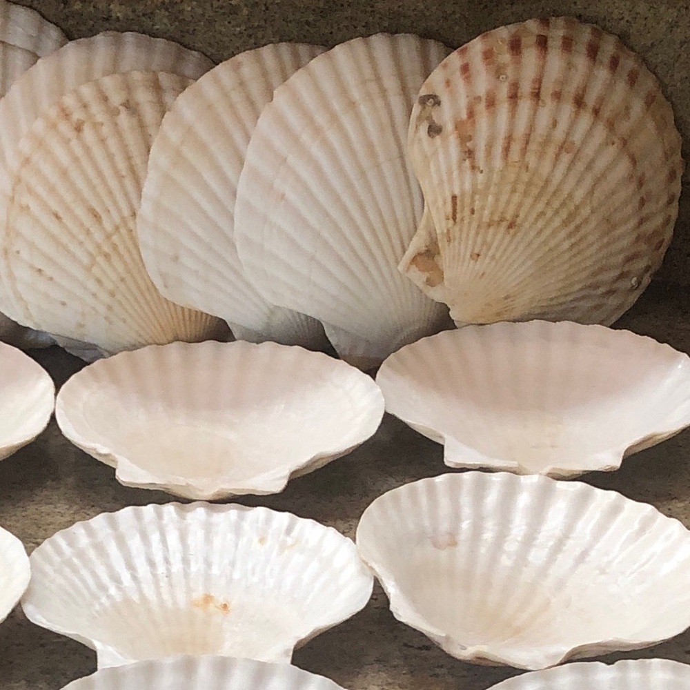 Natural Scallop Clam Shell Appetizer Plates (Luau, Seafood Party ) - Set Of 20 - Picture 11 of 17